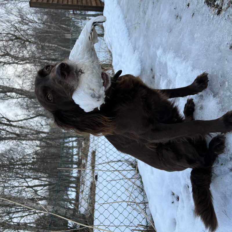 Dog Photo