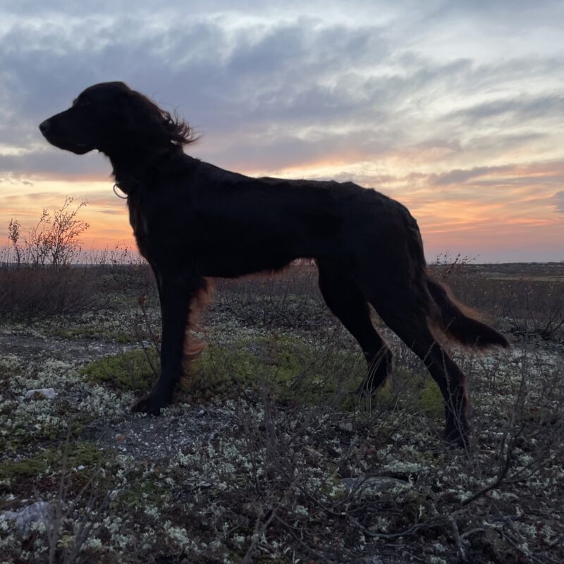 Dog Photo