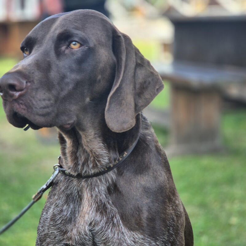 Dog Photo